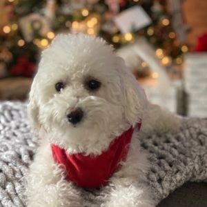 Meet your Posher, Leda